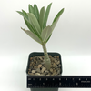 Adenium obesum "Dance of the Butterflies" for sale at East Austin Succulents