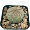 Euphorbia obesa 'Baseball Plant'