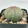 Euphorbia obesa 'Baseball Plant'