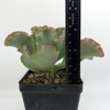 Echeveria gibbiflora 'Coral Reef Pink' for sale at East Austin Succulents