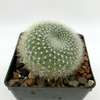 Rebutia albipilosa for sale at East Austin Succulents