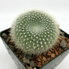 Rebutia albipilosa for sale at East Austin Succulents