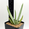 Aloe striata 'Coral Aloe' for sale at East Austin Succulents