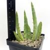 Aloe pretoriensis for sale at East Austin Succulents