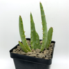 Aloe pretoriensis for sale at East Austin Succulents
