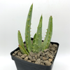 Aloe pretoriensis for sale at East Austin Succulents