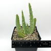 Aloe pretoriensis for sale at East Austin Succulents