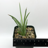 Agave stricta for sale at East Austin Succulents