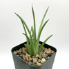 Agave stricta for sale at East Austin Succulents