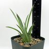 Agave stricta for sale at East Austin Succulents