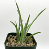 Agave stricta for sale at East Austin Succulents