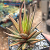 Haworthiopsis attenuata radula variegata