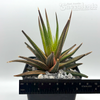 Haworthiopsis attenuata radula variegata