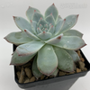 Echeveria 'Bluebird' for sale at East Austin Succulents