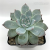 Echeveria 'Bluebird' for sale at East Austin Succulents