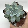 Echeveria 'Bluebird' for sale at East Austin Succulents