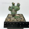 Myrtillocactus monstrose 'Stacker' [Mini] for sale at East Austin Succulents