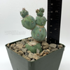 Myrtillocactus monstrose 'Stacker' [Mini] for sale at East Austin Succulents