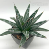 Agave victoriae-reginae