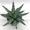 Agave victoriae-reginae