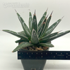 Agave victoriae-reginae