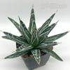 Agave victoriae-reginae