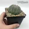 Euphorbia obesa 'Baseball Plant' [Large]