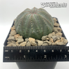 Euphorbia obesa 'Baseball Plant' [Large]