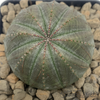 Euphorbia obesa 'Baseball Plant' [Large]