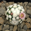 Mammillaria gracilis cv. oruga East Austin Succulents