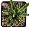 Agave 'Kizan'