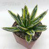 Agave 'Kizan'