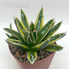Agave 'Kizan'