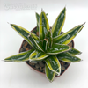 Agave 'Kizan'