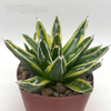 Agave 'Kizan'