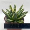 Agave 'Kizan'
