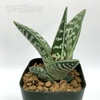 Gonialoe variegata 'Tiger Aloe' for sale at East Austin Succulents