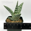 Gonialoe variegata 'Tiger Aloe' for sale at East Austin Succulents