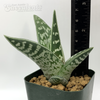 Gonialoe variegata 'Tiger Aloe' for sale at East Austin Succulents