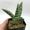 Gonialoe variegata 'Tiger Aloe' for sale at East Austin Succulents