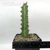 Euphorbia lactea [Small] for sale at East Austin Succulents