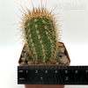 Trichocereus huascha for sale at East Austin Succulents