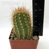 Trichocereus huascha for sale at East Austin Succulents