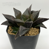 Haworthia retusa 'Black Form' for sale at East Austin Succulents