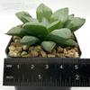 Haworthia byakuya hybrid for sale at East Austin Succulents