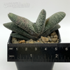 Gasteria baylissiana for sale at East Austin Succulents