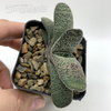 Gasteria baylissiana for sale at East Austin Succulents