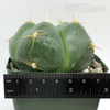 Gymnocalycium horstii for sale at East Austin Succulents