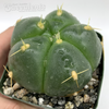 Gymnocalycium horstii for sale at East Austin Succulents