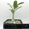 Pachypodium bispinosum for sale at East Austin Succulents